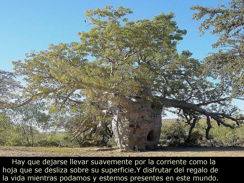 Hay que dejarse llevar suavemente por la corriente como la hoja que se desliza sobre su superficie.Y disfrutar del regalo de la vida mientras podamos y estemos presentes en este mundo.
