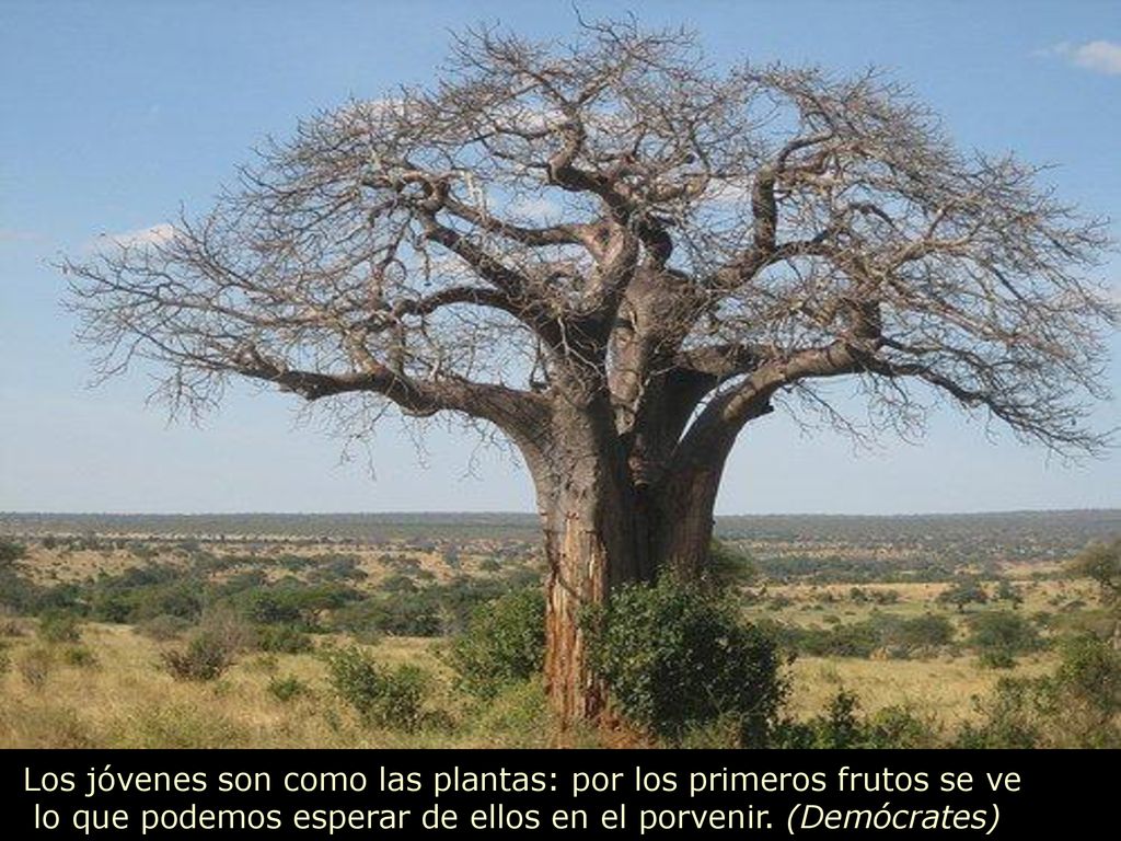 Los jóvenes son como las plantas: por los primeros frutos se ve lo que podemos esperar de ellos en el porvenir.