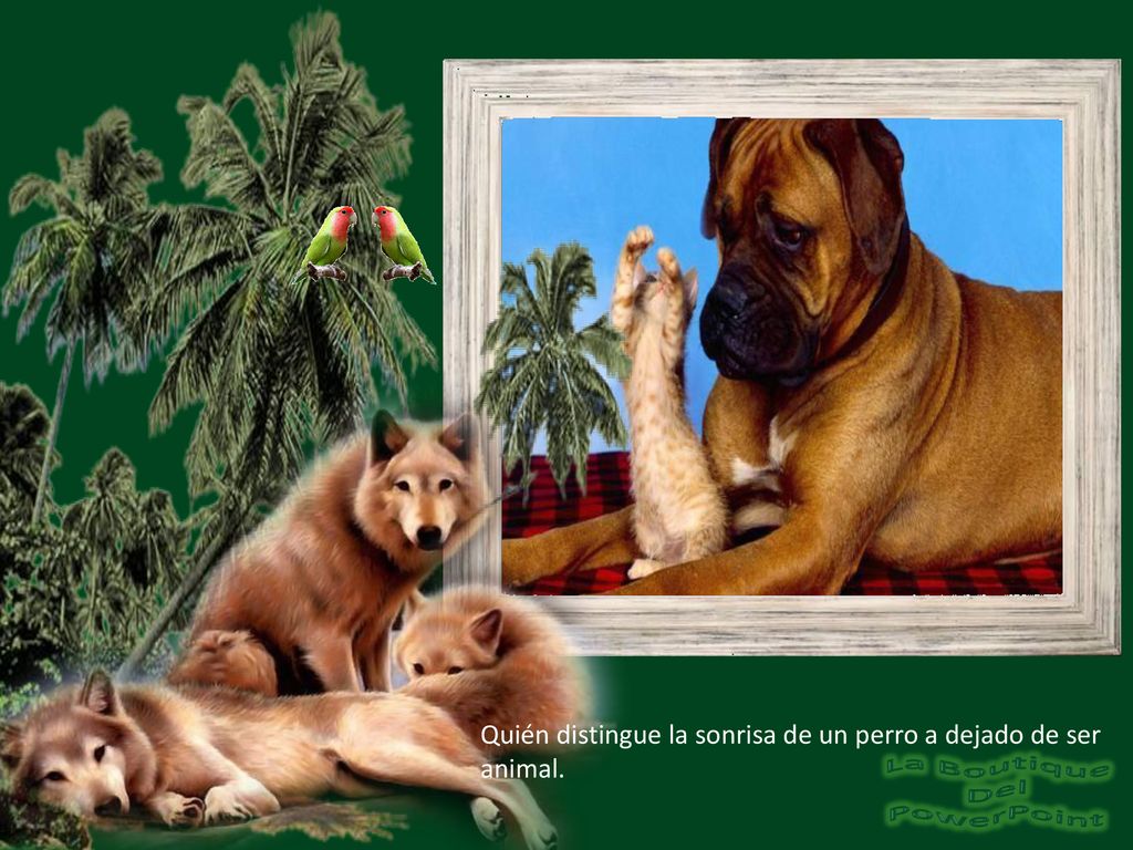 Quién distingue la sonrisa de un perro a dejado de ser animal.