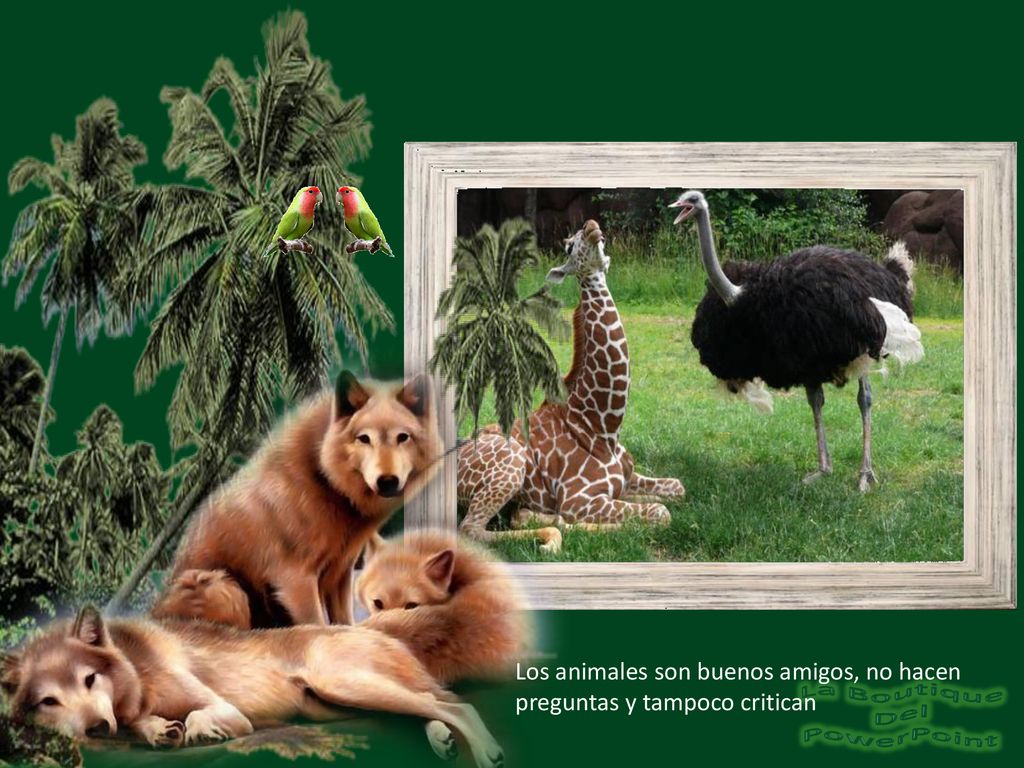 Los animales son buenos amigos, no hacen preguntas y tampoco critican
