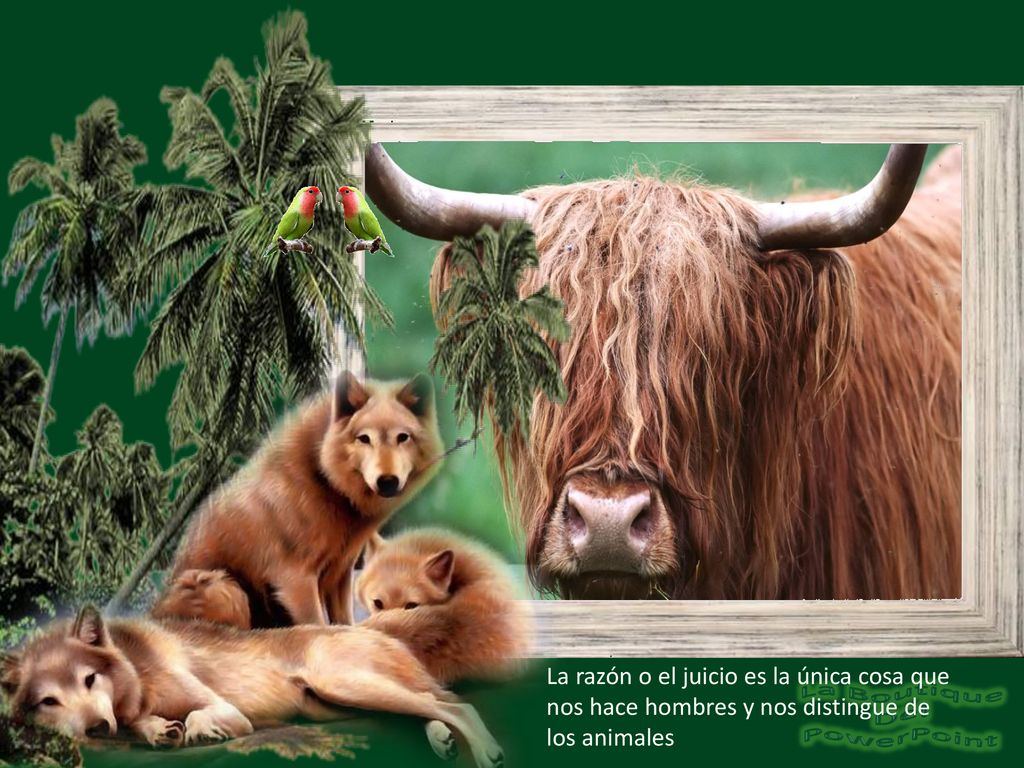 La razón o el juicio es la única cosa que nos hace hombres y nos distingue de los animales