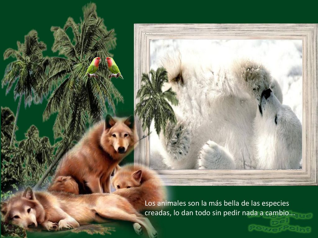 Los animales son la más bella de las especies creadas, lo dan todo sin pedir nada a cambio...
