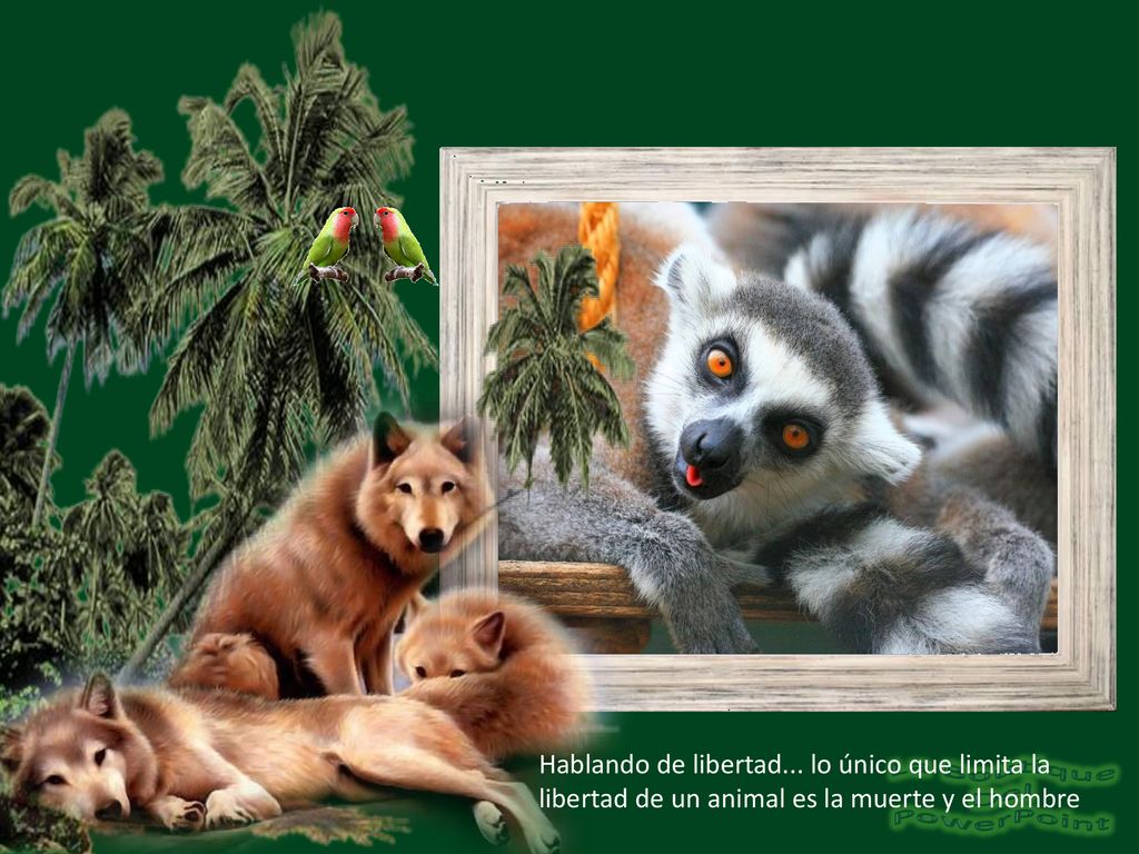 Hablando de libertad... lo único que limita la libertad de un animal es la muerte y el hombre