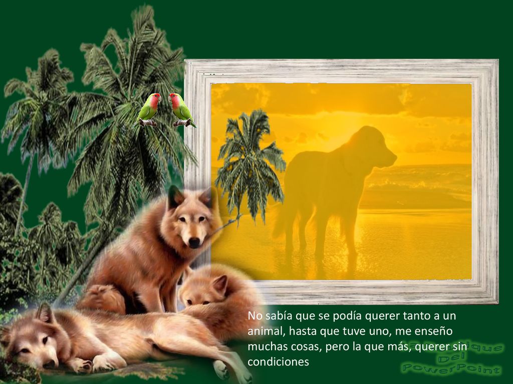 No sabía que se podía querer tanto a un animal, hasta que tuve uno, me enseño muchas cosas, pero la que más, querer sin condiciones