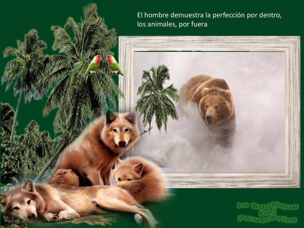 El hombre demuestra la perfección por dentro, los animales, por fuera