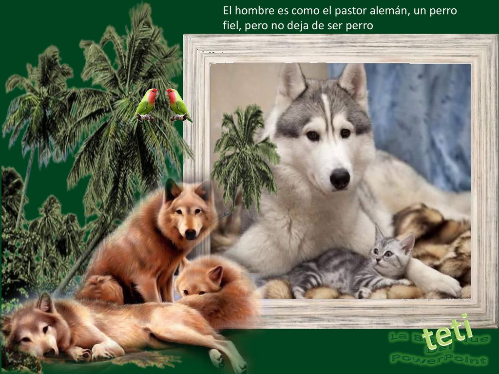 El hombre es como el pastor alemán, un perro fiel, pero no deja de ser perro