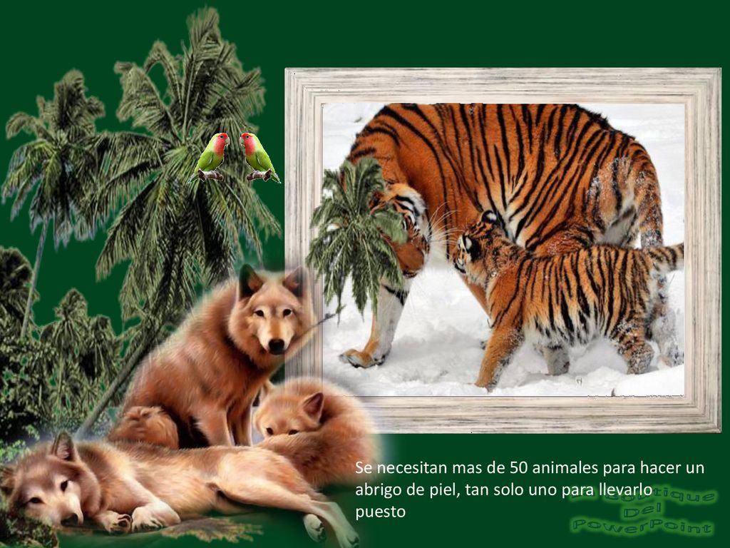 Se necesitan mas de 50 animales para hacer un abrigo de piel, tan solo uno para llevarlo puesto