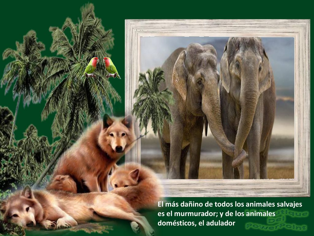 El más dañino de todos los animales salvajes es el murmurador; y de los animales domésticos, el adulador