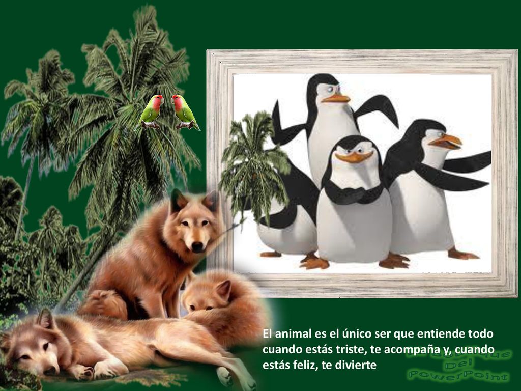 El animal es el único ser que entiende todo cuando estás triste, te acompaña y, cuando estás feliz, te divierte