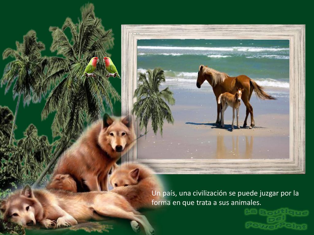 Un país, una civilización se puede juzgar por la forma en que trata a sus animales.