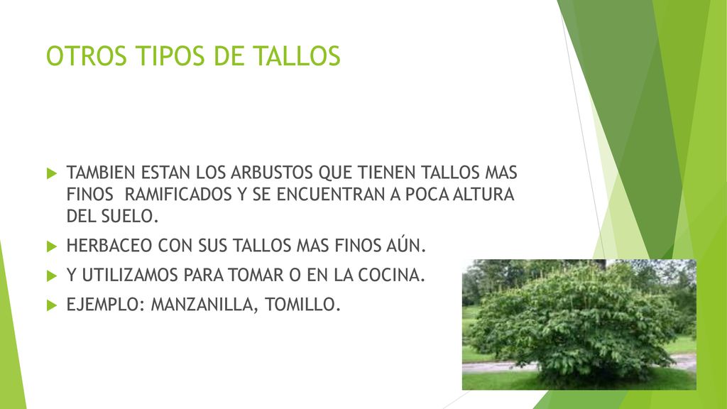 OTROS TIPOS DE TALLOS TAMBIEN ESTAN LOS ARBUSTOS QUE TIENEN TALLOS MAS FINOS RAMIFICADOS Y SE ENCUENTRAN A POCA ALTURA DEL SUELO.