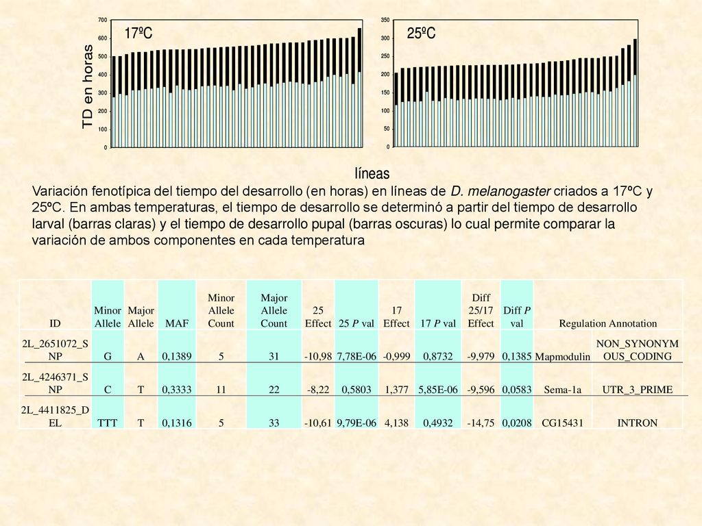 Variación fenotípica del tiempo del desarrollo (en horas) en líneas de D. melanogaster criados a 17ºC y 25ºC. En ambas temperaturas, el tiempo de desarrollo se determinó a partir del tiempo de desarrollo larval (barras claras) y el tiempo de desarrollo pupal (barras oscuras) lo cual permite comparar la variación de ambos componentes en cada temperatura