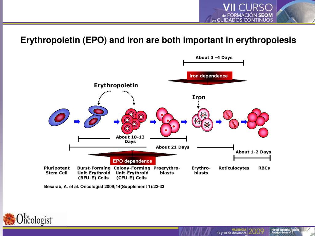 Erythropoietin (EPO) and iron are both important in erythropoiesis