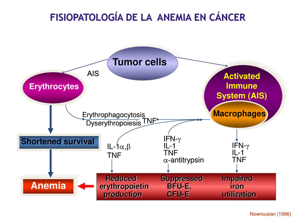 FISIOPATOLOGÍA DE LA ANEMIA EN CÁNCER Activated Immune System (AIS)