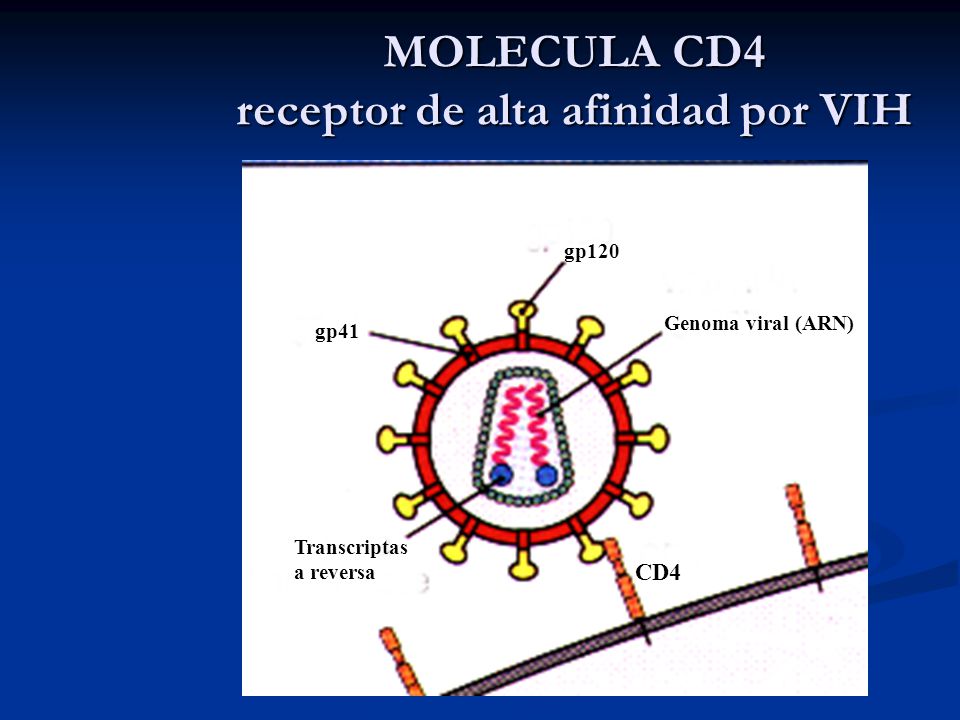 MOLECULA CD4 receptor de alta afinidad por VIH