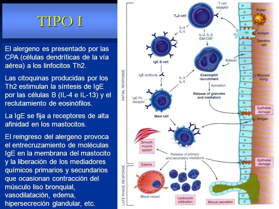 TIPO I El alergeno es presentado por las CPA (células dendríticas de la vía aérea) a los linfocitos Th2.