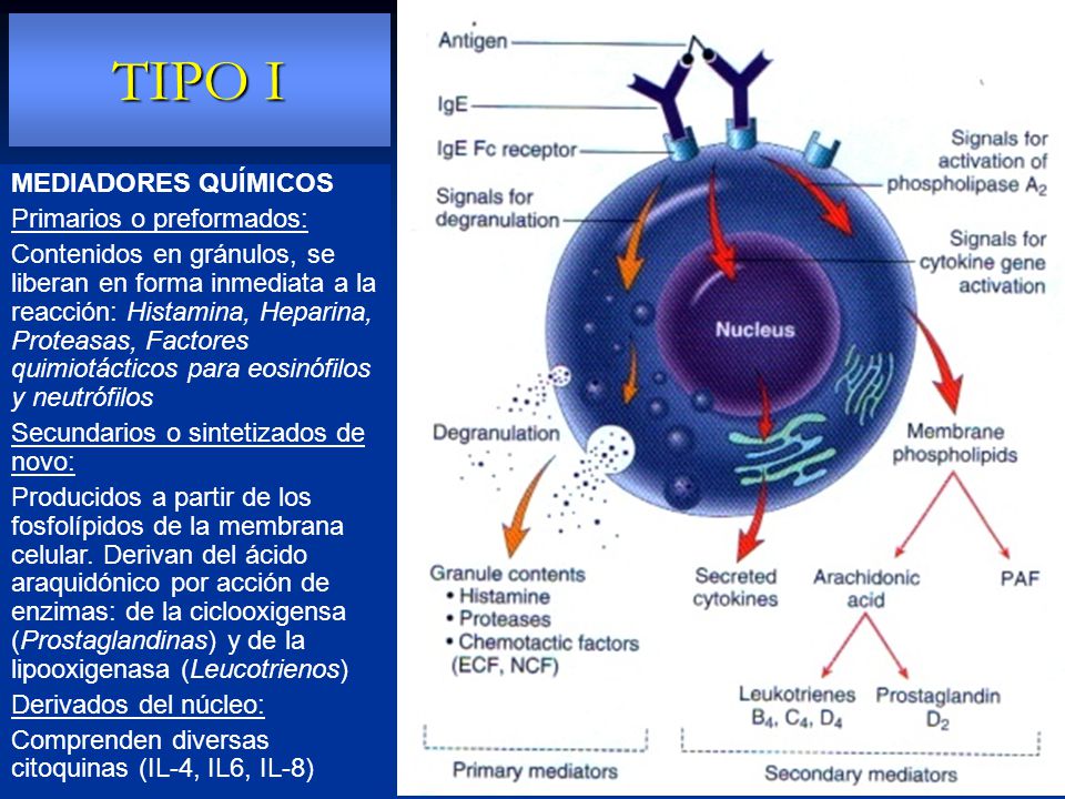 TIPO I MEDIADORES QUÍMICOS Primarios o preformados:
