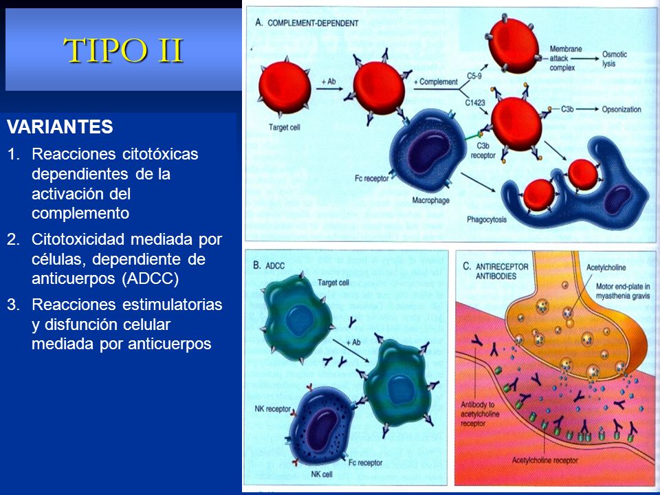 TIPO II VARIANTES. Reacciones citotóxicas dependientes de la activación del complemento.