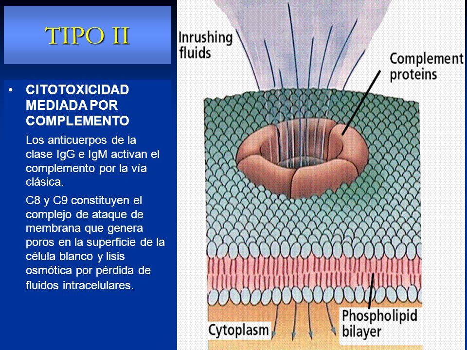 TIPO II CITOTOXICIDAD MEDIADA POR COMPLEMENTO