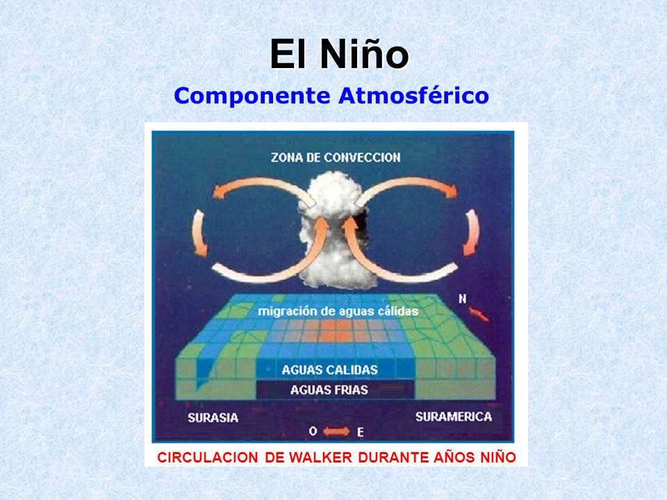 El Niño Componente Atmosférico CIRCULACION DE WALKER DURANTE AÑOS NIÑO