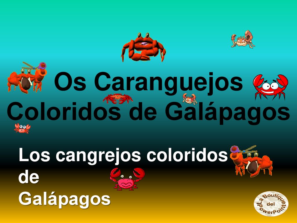 Os Caranguejos Coloridos de Galápagos