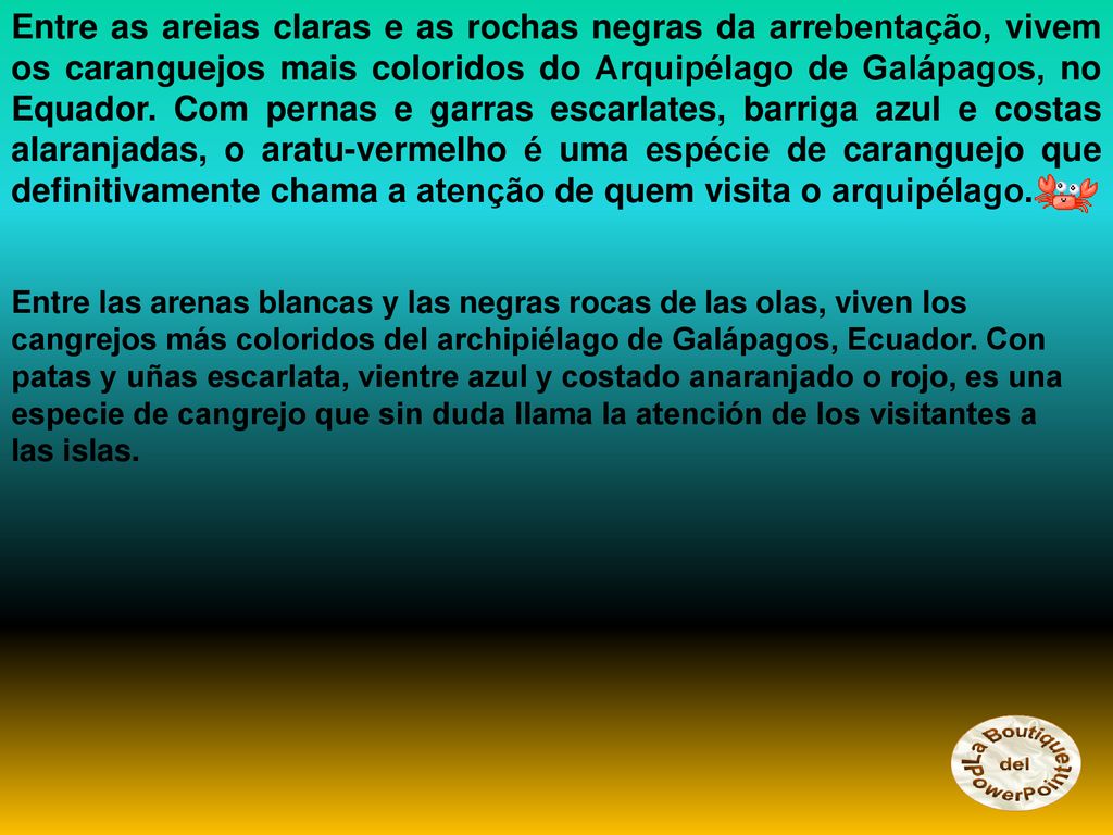 Entre as areias claras e as rochas negras da arrebentação, vivem os caranguejos mais coloridos do Arquipélago de Galápagos, no Equador. Com pernas e garras escarlates, barriga azul e costas alaranjadas, o aratu-vermelho é uma espécie de caranguejo que definitivamente chama a atenção de quem visita o arquipélago.