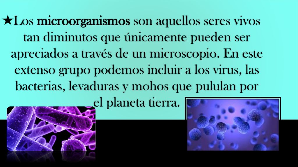 Los microorganismos son aquellos seres vivos tan diminutos que únicamente pueden ser apreciados a través de un microscopio.