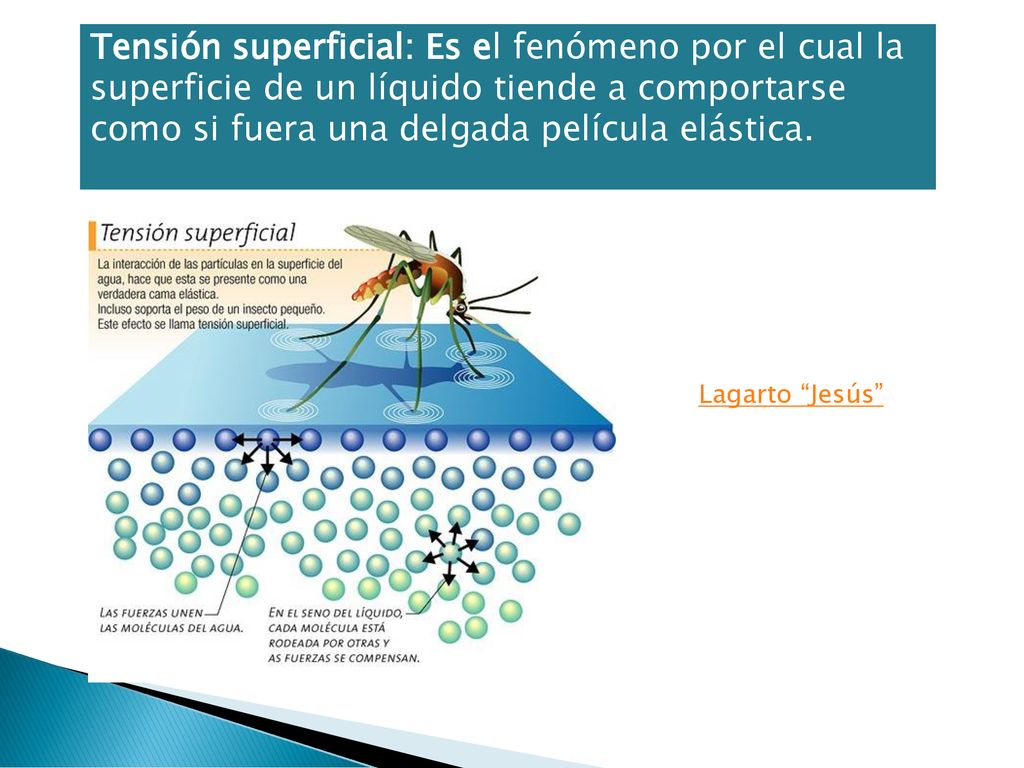 Tensión superficial: Es el fenómeno por el cual la superficie de un líquido tiende a comportarse como si fuera una delgada película elástica.