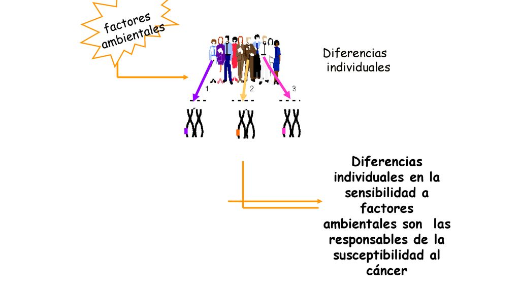 Diferencias individuales en la sensibilidad a factores ambientales son las responsables de la susceptibilidad al cáncer