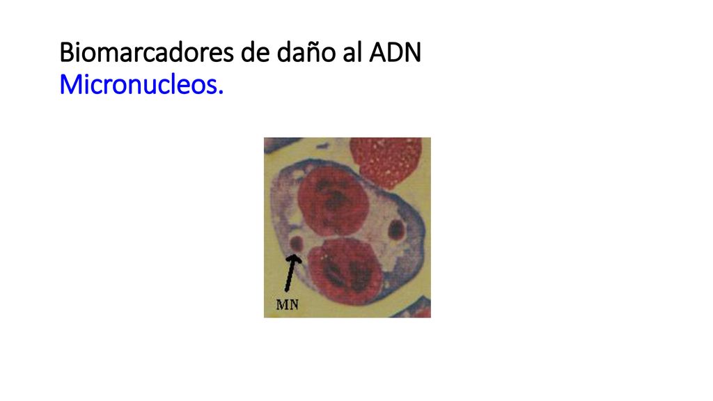 Biomarcadores de daño al ADN Micronucleos.