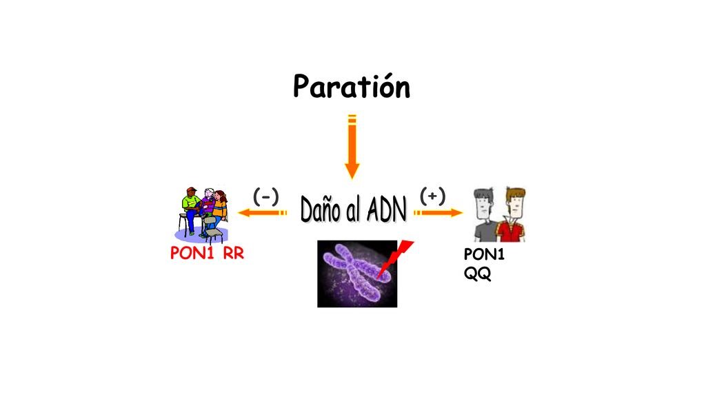 Paratión PON1 QQ PON1 RR (-) (+) Daño al ADN 36
