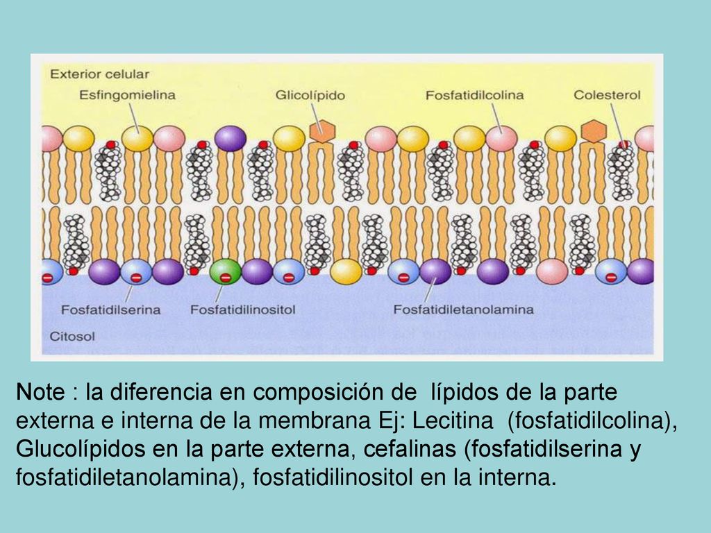 Note : la diferencia en composición de lípidos de la parte externa e interna de la membrana Ej: Lecitina (fosfatidilcolina), Glucolípidos en la parte externa, cefalinas (fosfatidilserina y fosfatidiletanolamina), fosfatidilinositol en la interna.