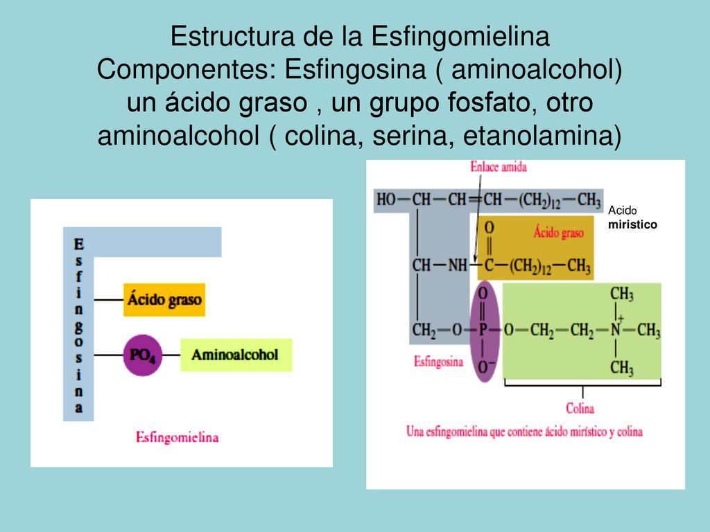 Estructura de la Esfingomielina Componentes: Esfingosina ( aminoalcohol) un ácido graso , un grupo fosfato, otro aminoalcohol ( colina, serina, etanolamina)