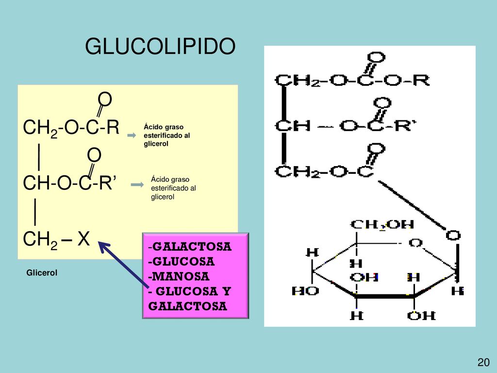 GLUCOLIPIDO O CH2-O-C-R CH-O-C-R’ CH2 – X -GALACTOSA -GLUCOSA -MANOSA