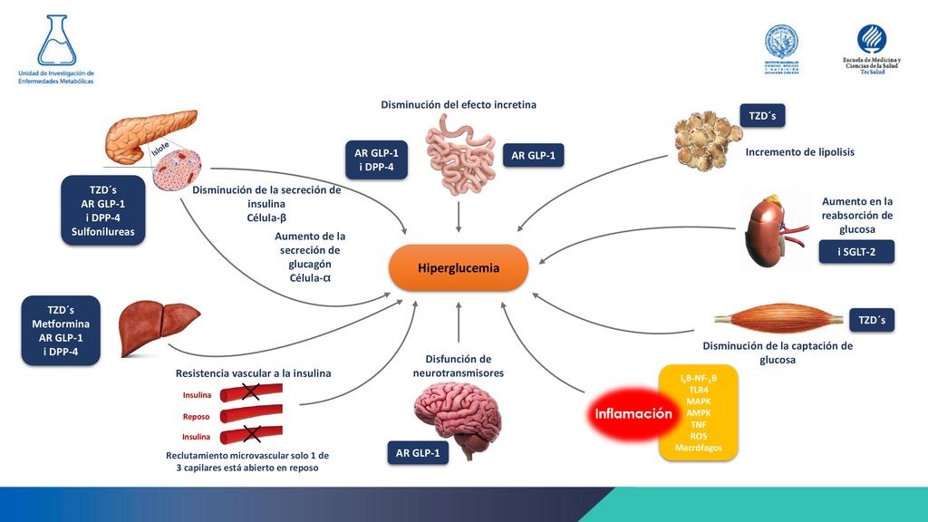 Hiperglucemia Disminución del efecto incretina TZD´s AR GLP-1 i DPP-4