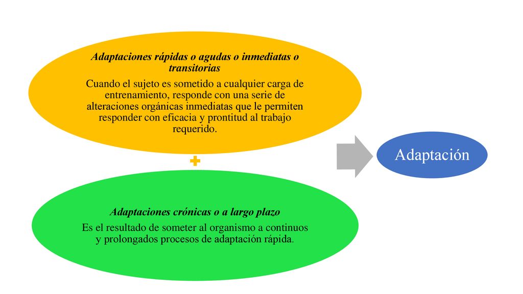 Adaptación Adaptaciones rápidas o agudas o inmediatas o transitorias