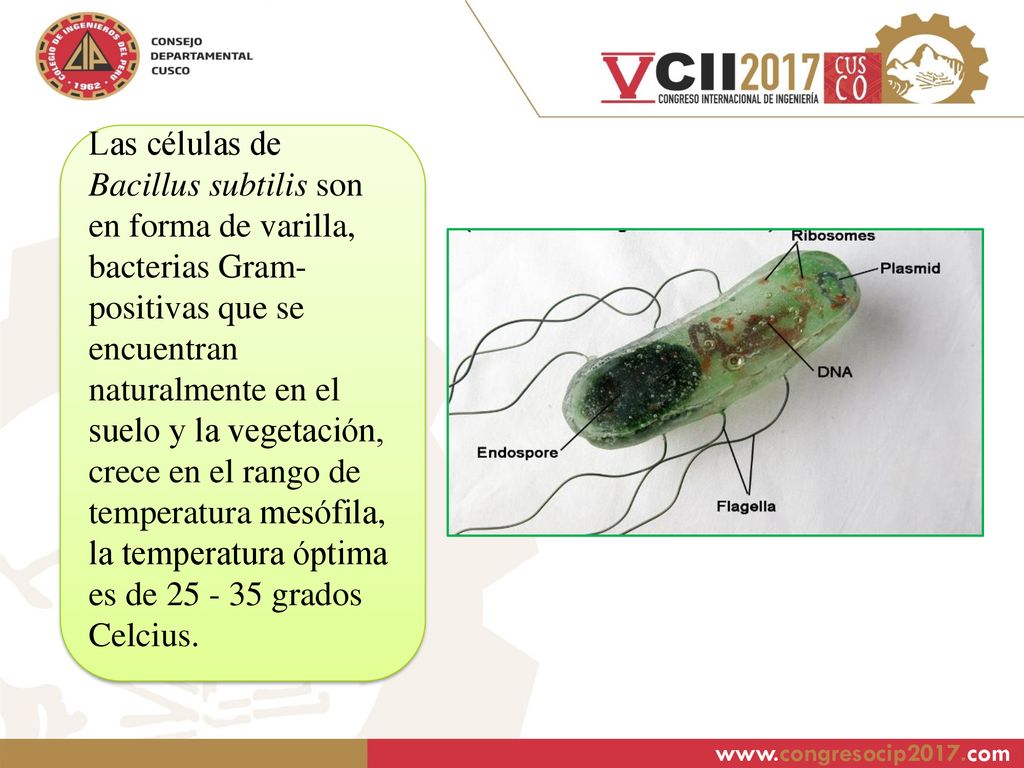 Las células de Bacillus subtilis son en forma de varilla, bacterias Gram-positivas que se encuentran naturalmente en el suelo y la vegetación, crece en el rango de temperatura mesófila, la temperatura óptima es de grados Celcius.