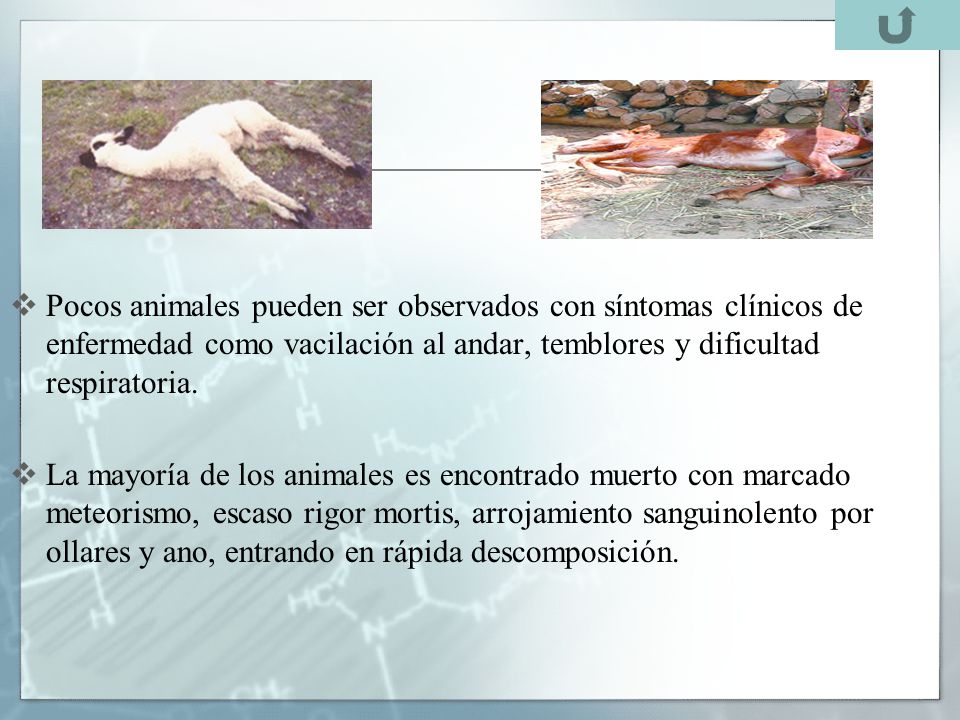 Pocos animales pueden ser observados con síntomas clínicos de enfermedad como vacilación al andar, temblores y dificultad respiratoria.