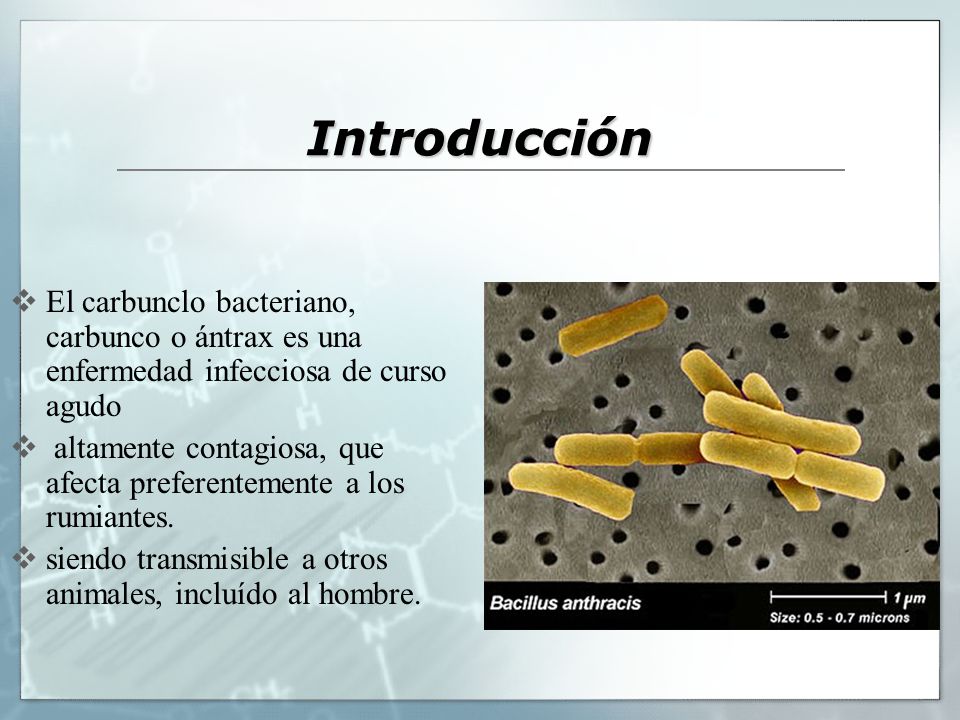 Introducción El carbunclo bacteriano, carbunco o ántrax es una enfermedad infecciosa de curso agudo.