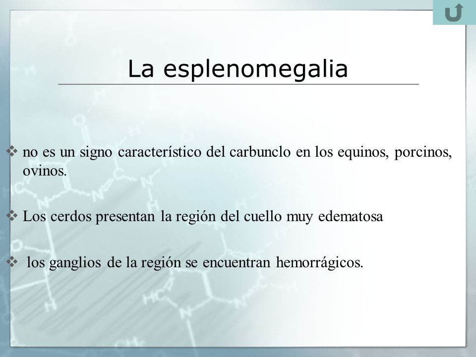 La esplenomegalia no es un signo característico del carbunclo en los equinos, porcinos, ovinos.