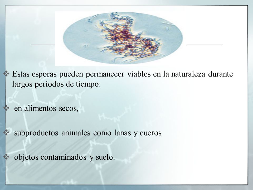 Estas esporas pueden permanecer viables en la naturaleza durante largos períodos de tiempo:
