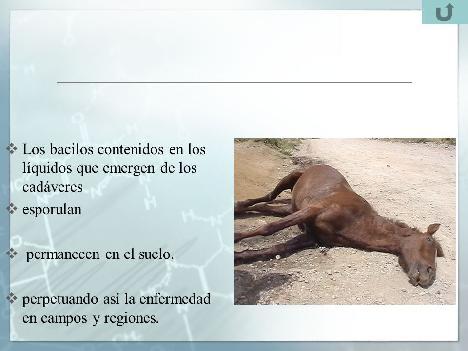 Los bacilos contenidos en los líquidos que emergen de los cadáveres