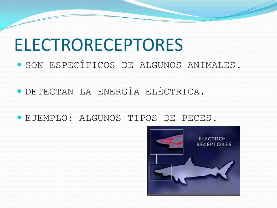 ELECTRORECEPTORES SON ESPECÍFICOS DE ALGUNOS ANIMALES.