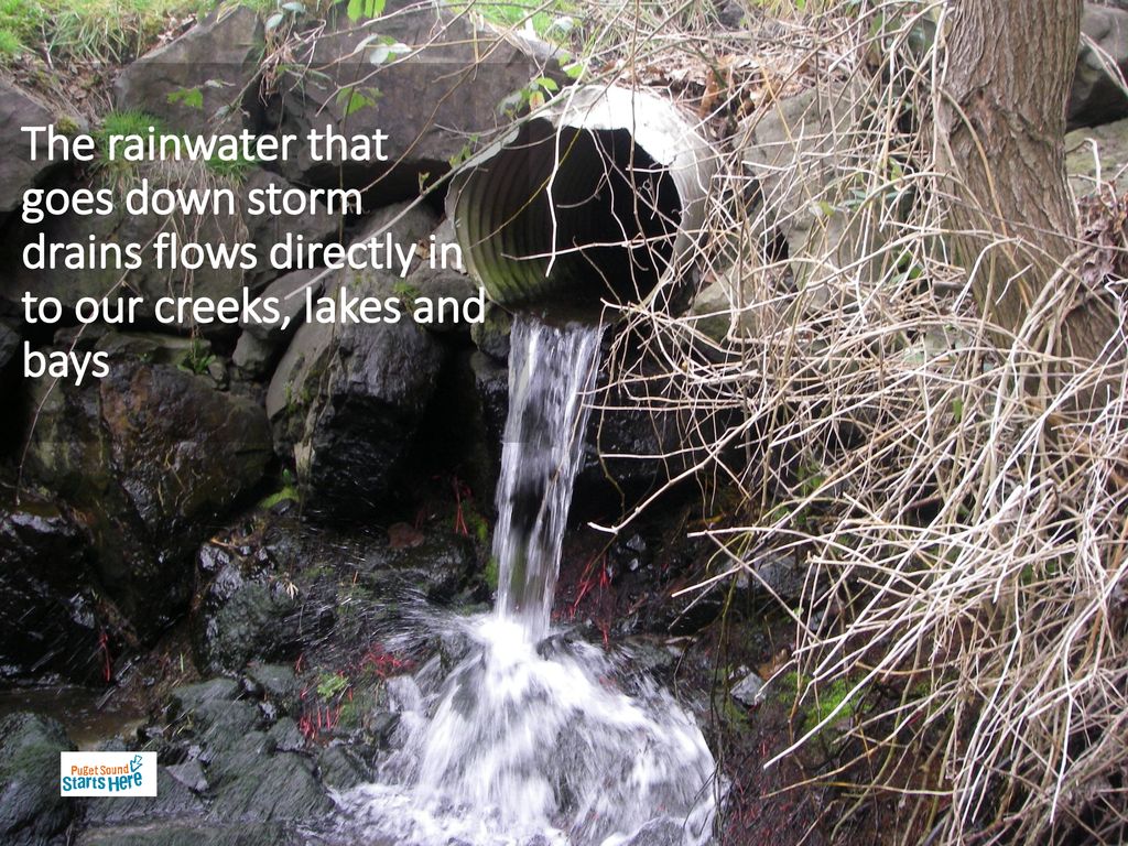 The rainwater that goes down storm drains flows directly in to our creeks, lakes and bays