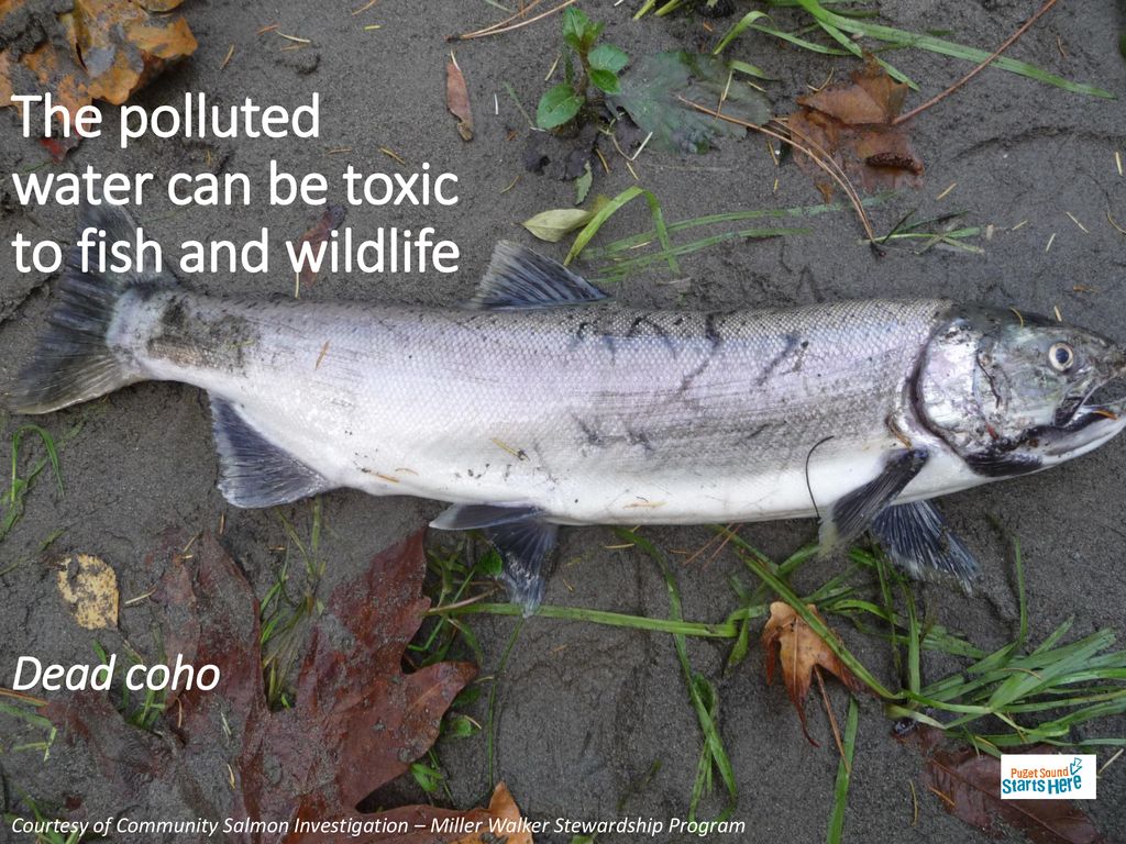 The polluted water can be toxic to fish and wildlife