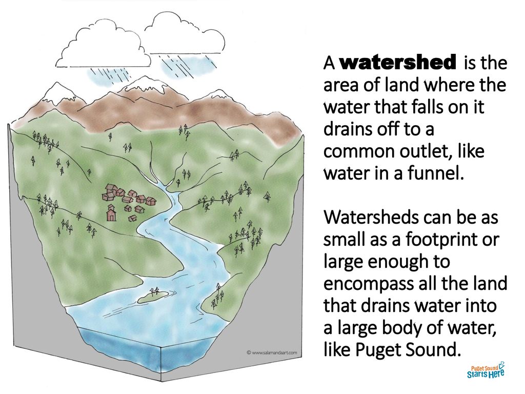 A watershed is the area of land where the water that falls on it drains off to a common outlet, like water in a funnel.