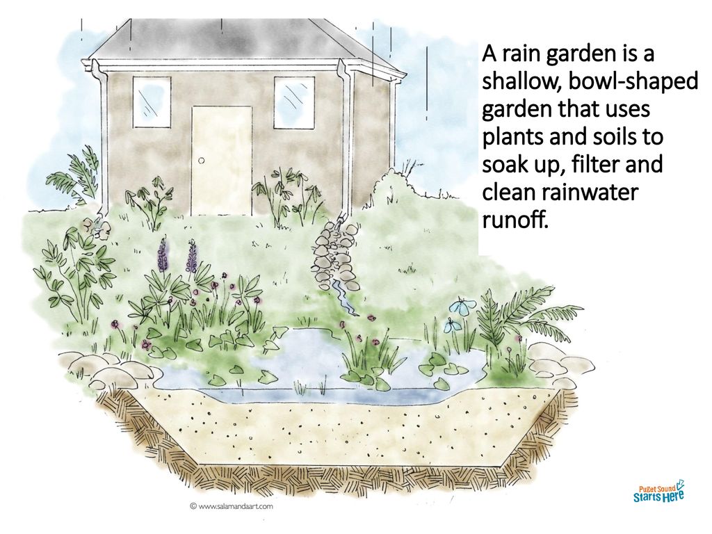 A rain garden is a shallow, bowl-shaped garden that uses plants and soils to soak up, filter and clean rainwater runoff.