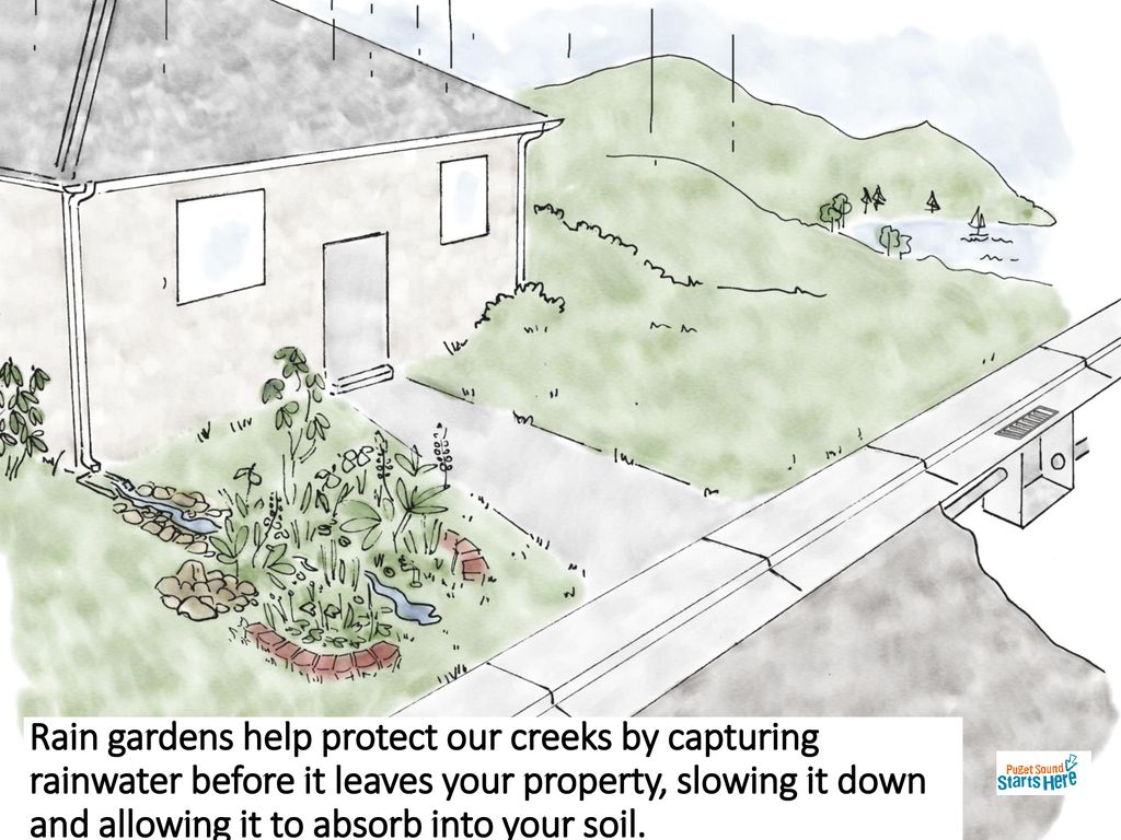 Rain gardens help protect our creeks by capturing rainwater before it leaves your property, slowing it down and allowing it to absorb into your soil.