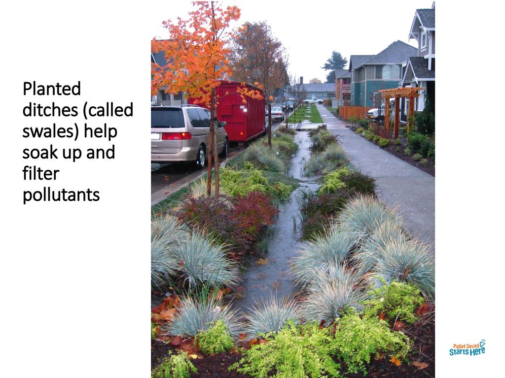 Planted ditches (called swales) help soak up and filter pollutants