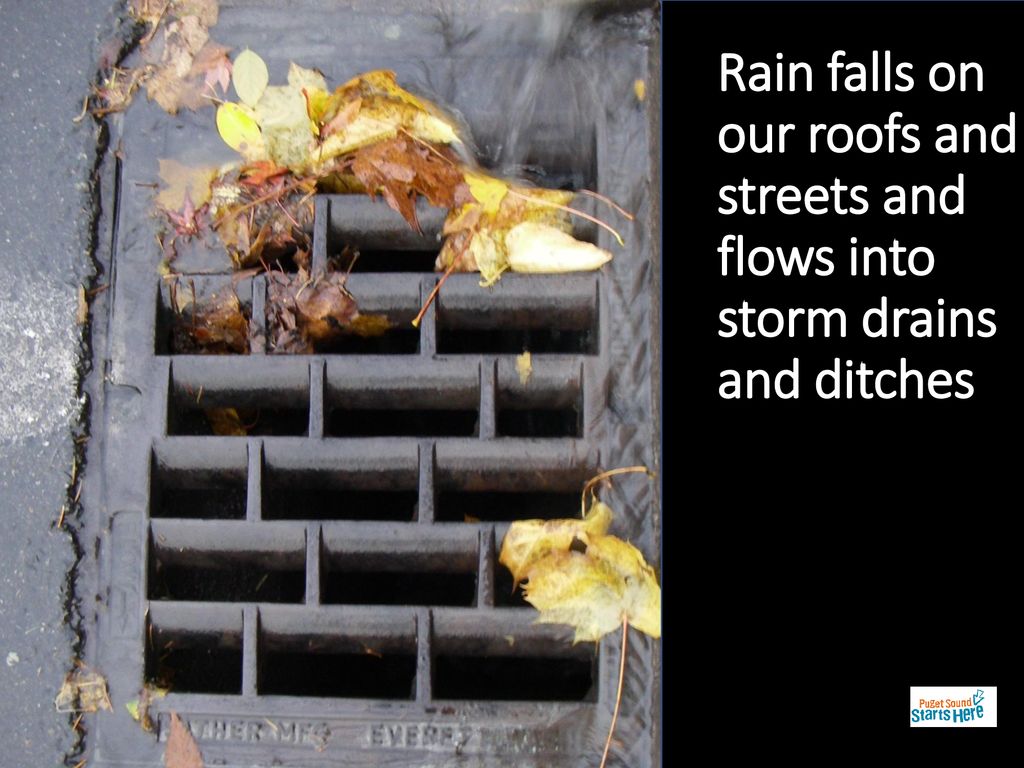 Rain falls on our roofs and streets and flows into storm drains and ditches
